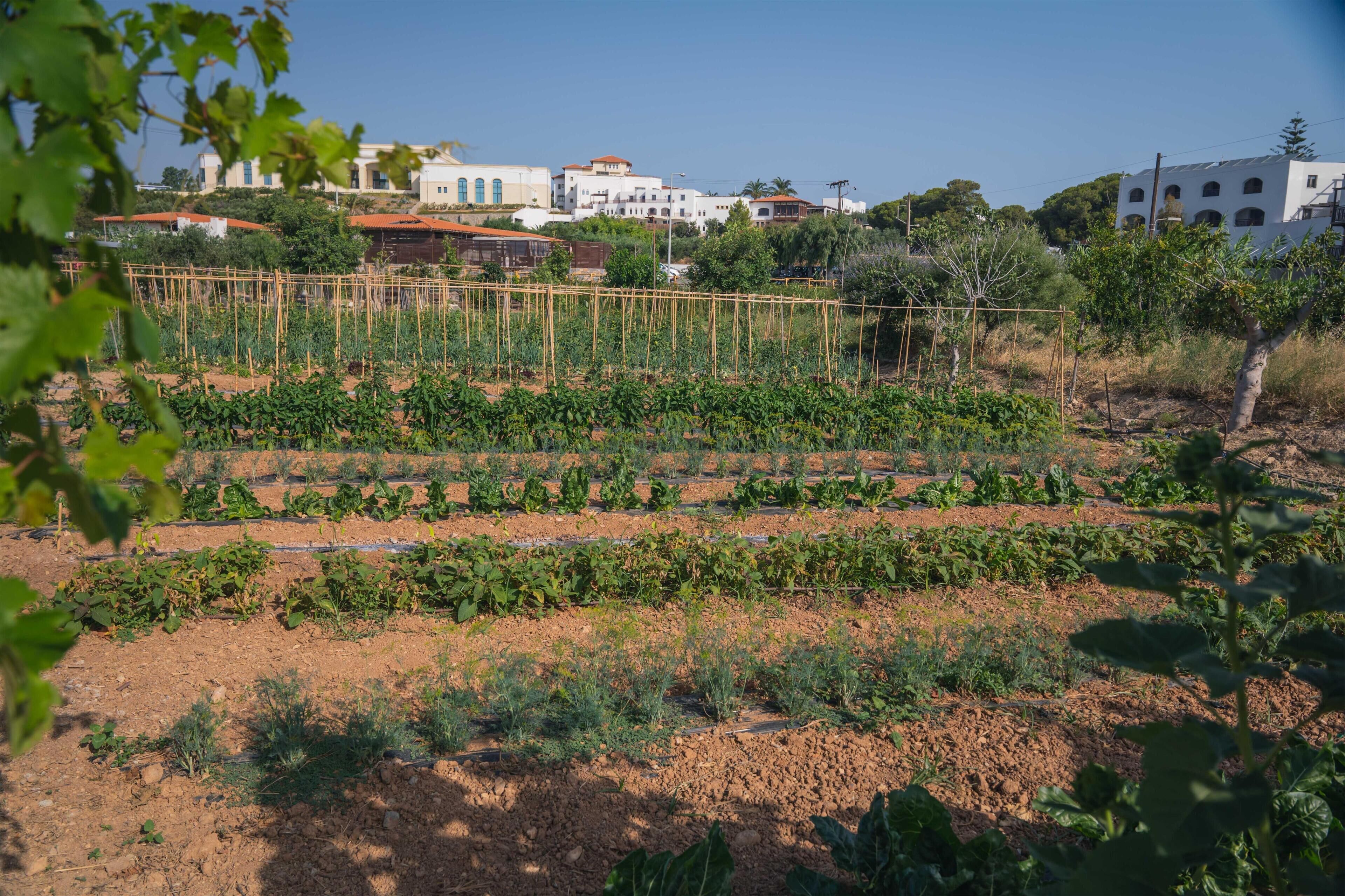 A vegetable garden with rows of plants, surrounded by buildings and trees.