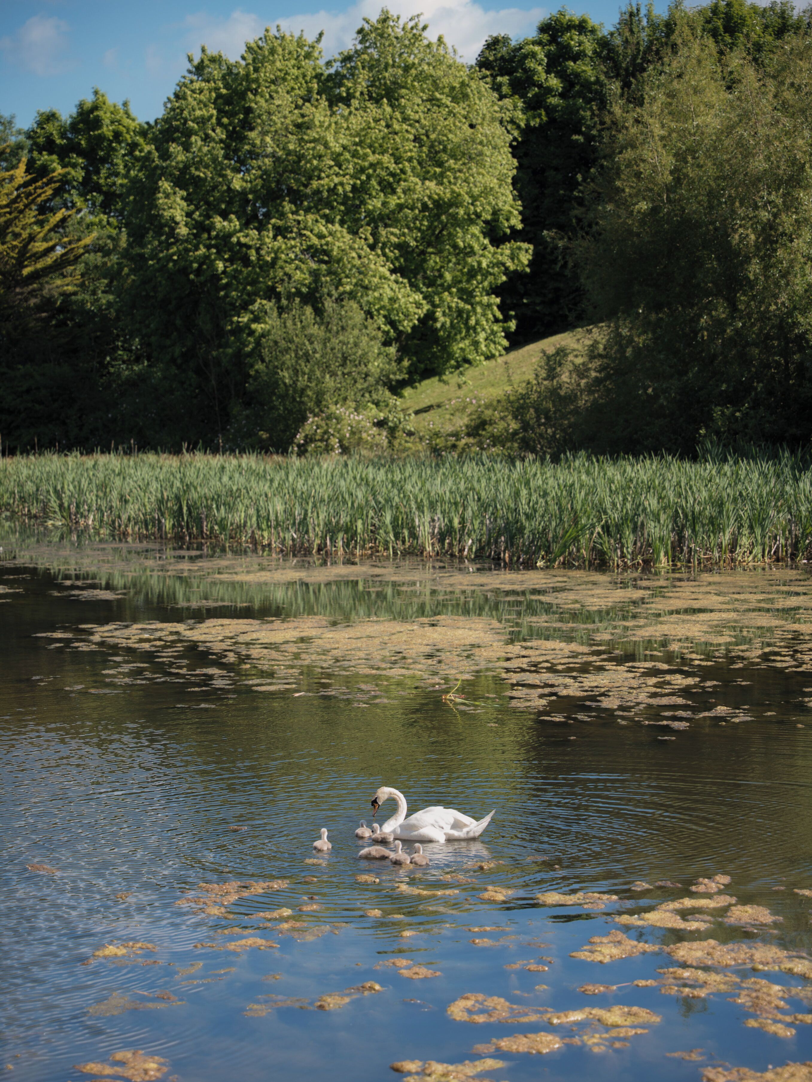 A serene lake with swans and ducklings, surrounded by lush greenery and trees.