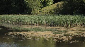 A serene lake with swans and ducklings, surrounded by lush greenery and trees.