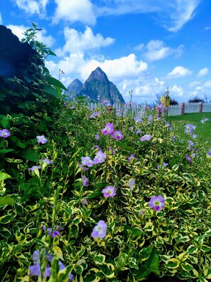 A garden with purple flowers and a mountain in the background. - La Haut Resort (Soufrière)