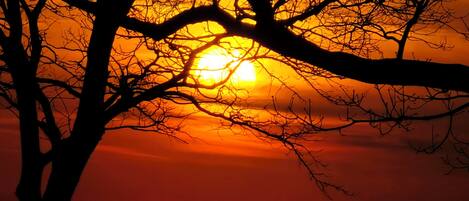 A sunset with silhouettes of trees against a vibrant sky.