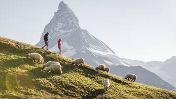 Ett bergigt landskap med en framträdande topp, en gräsbevuxen sluttning och en grupp får som betar.