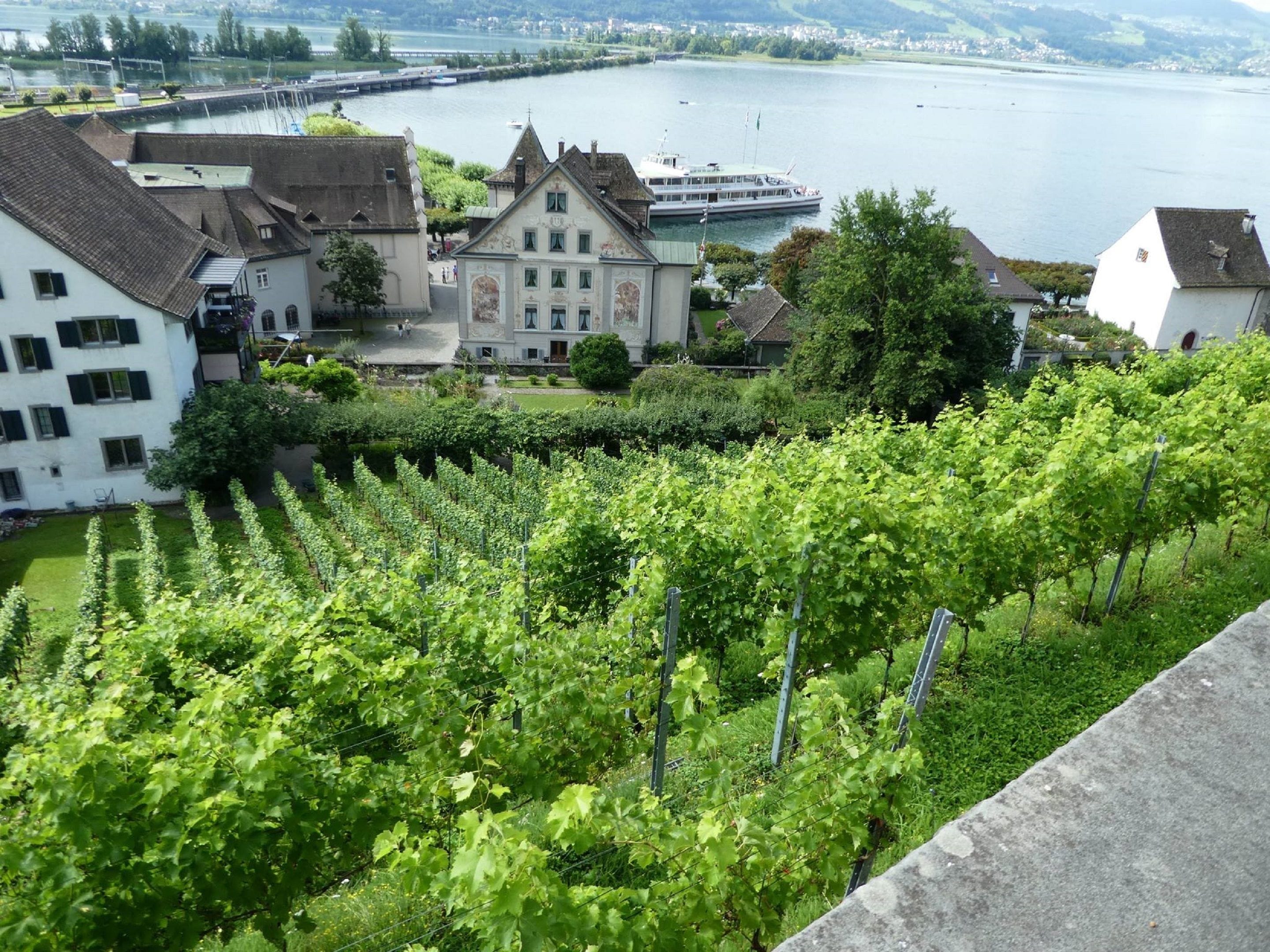 A vineyard with rows of grapevines, a historic building with a prominent tower, and a river in the background.