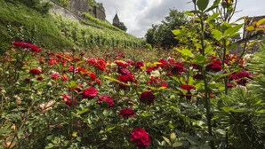 A garden with red and pink roses, a stone wall, and a building in the background. - Sorell Boutique-Hotel Speer Rapperswil (Rapperswil-Jona)