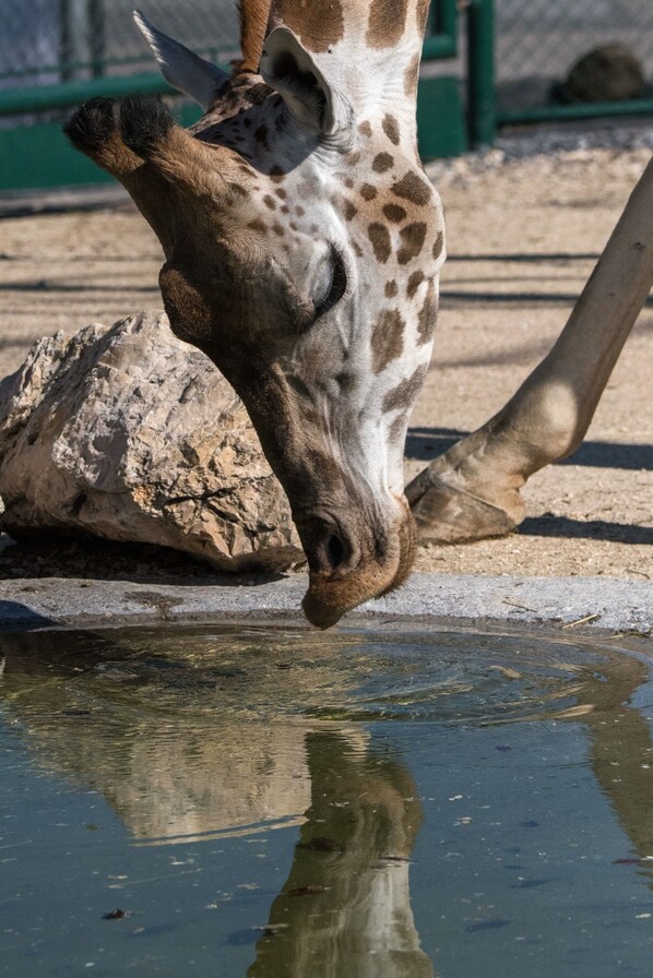 A giraffe drinking water from a pool.