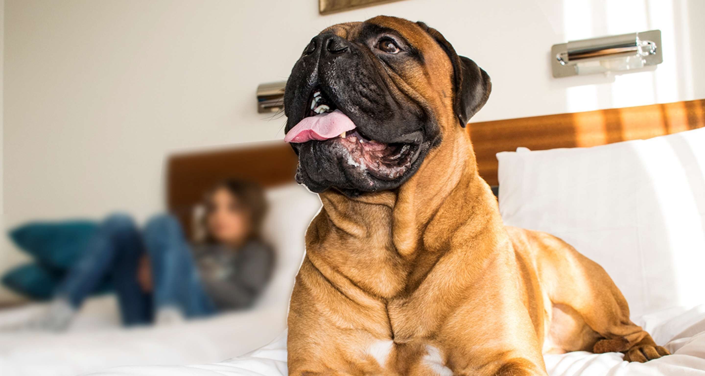 A large dog lying on a bed with a person in the background.