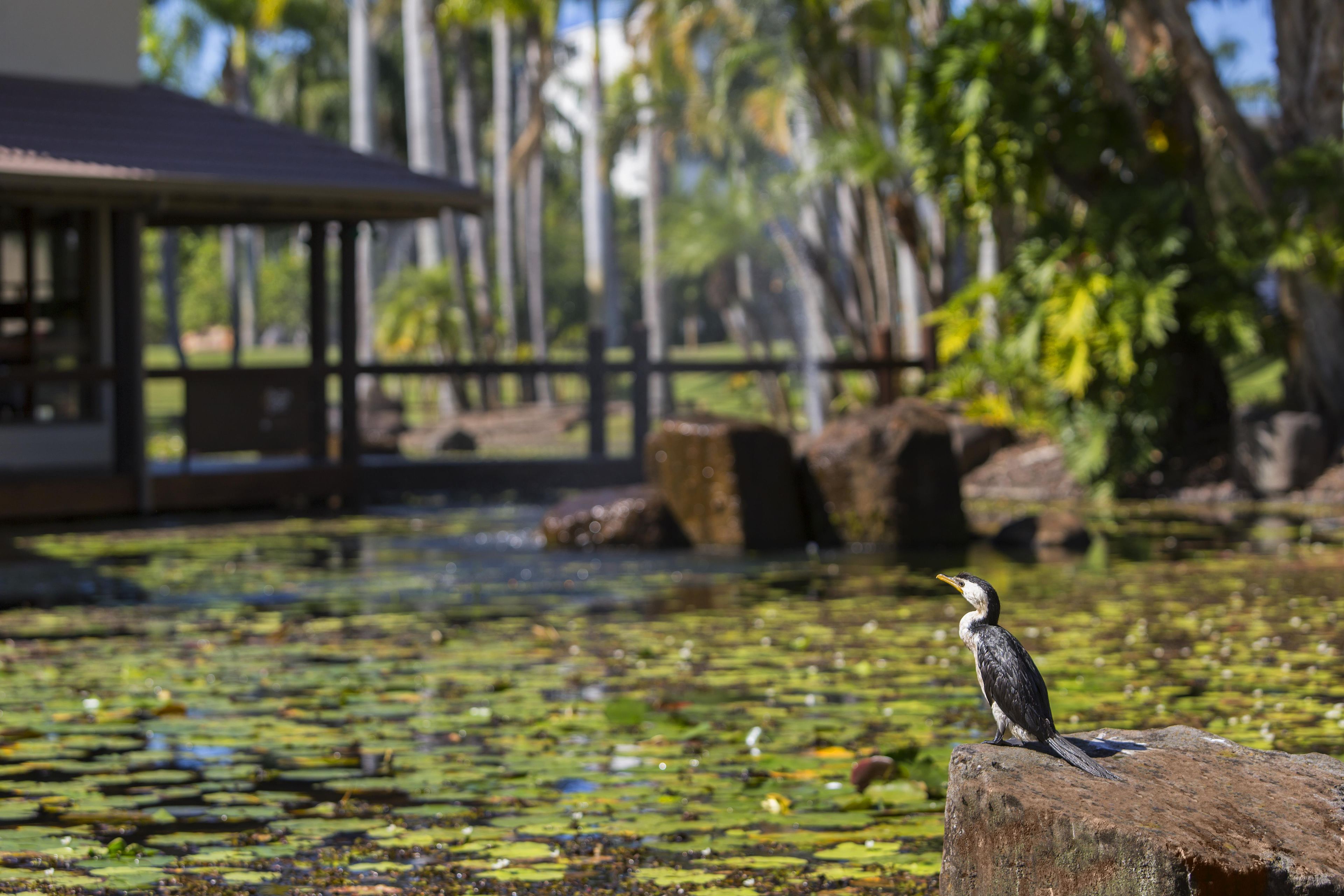 Un pájaro posado sobre una roca junto a un cuerpo de agua con nenúfares.
