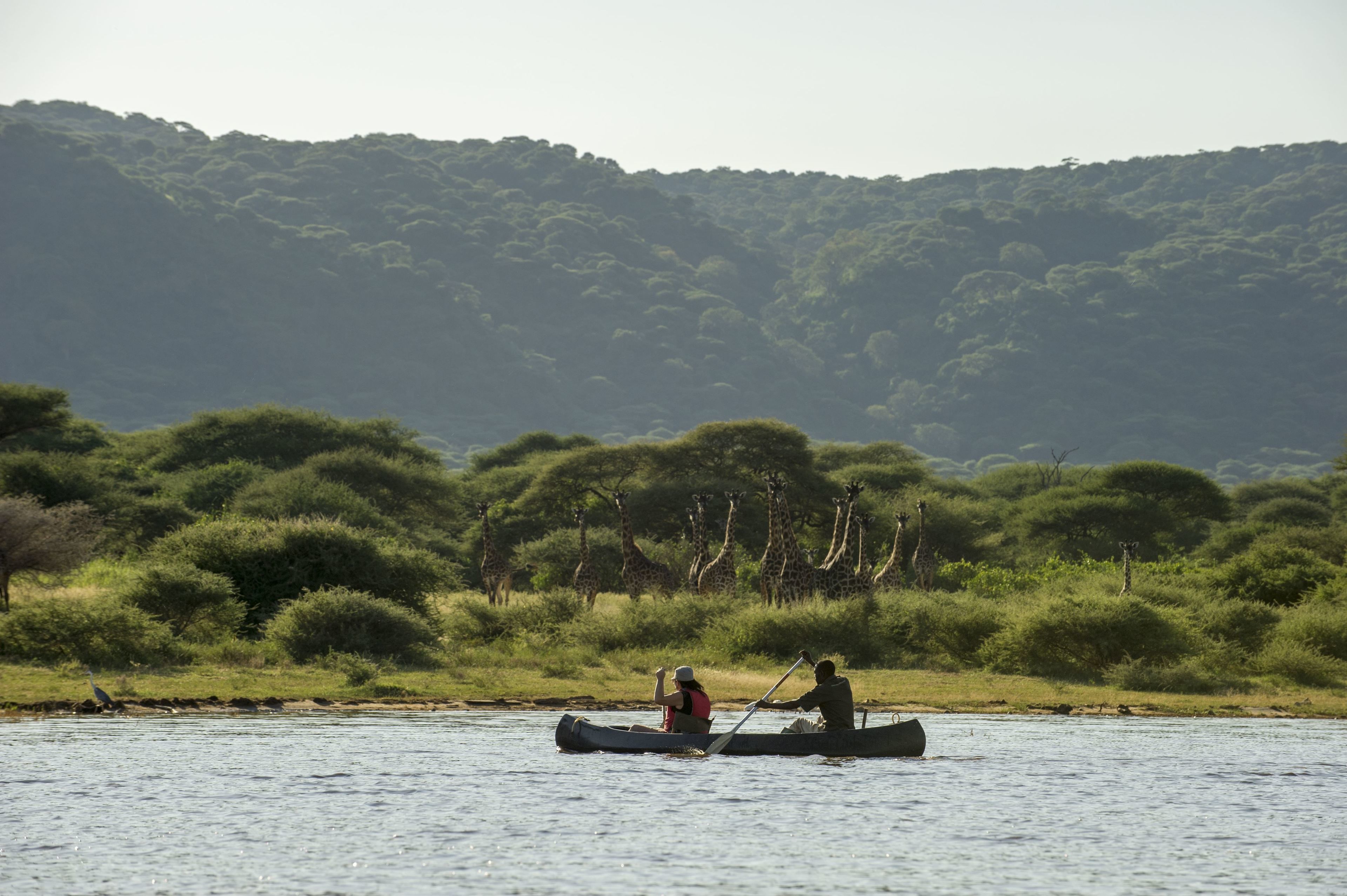 Two people in a canoe on a river with giraffes in the background.