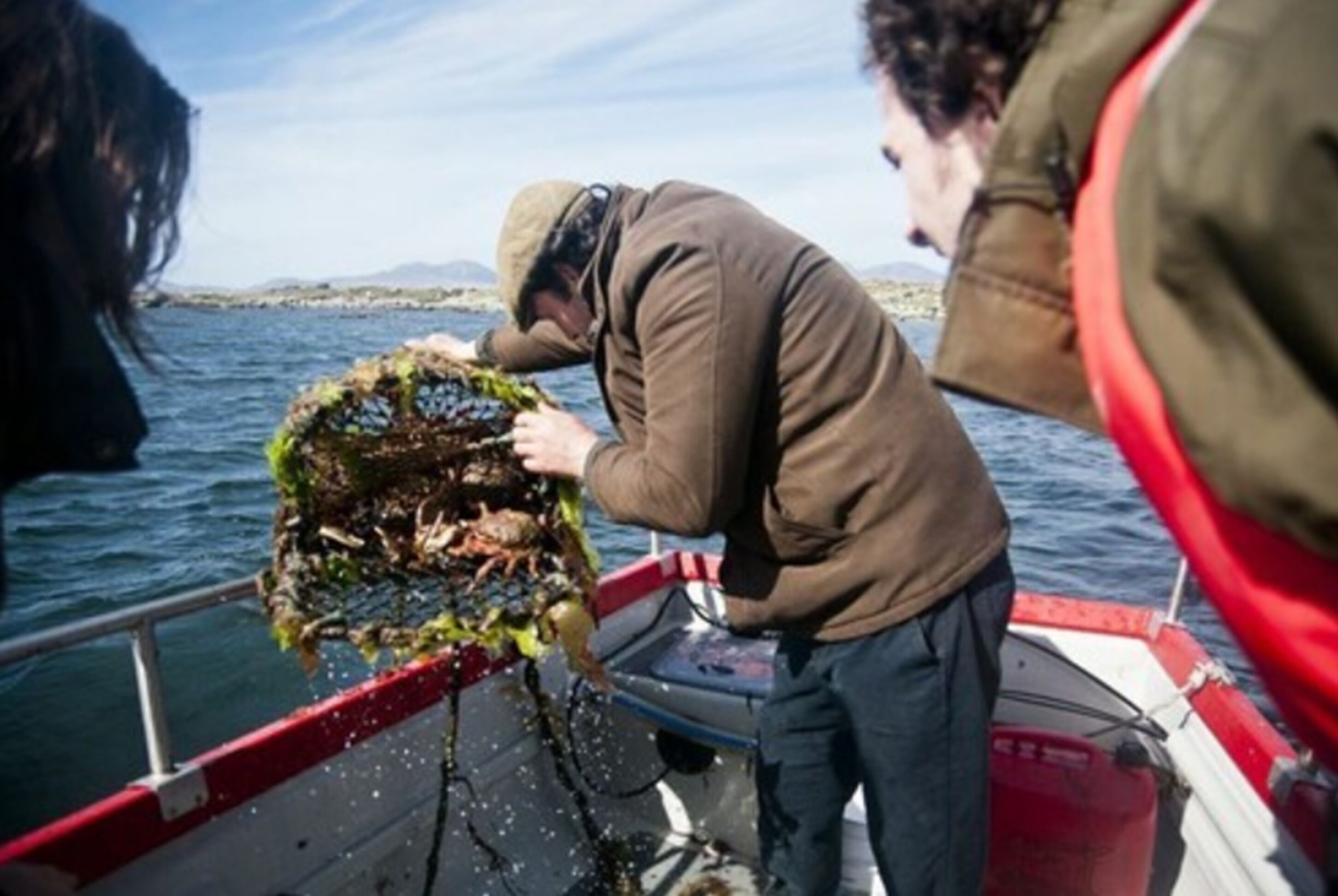 A boat with a person handling a large bundle of seaweed.