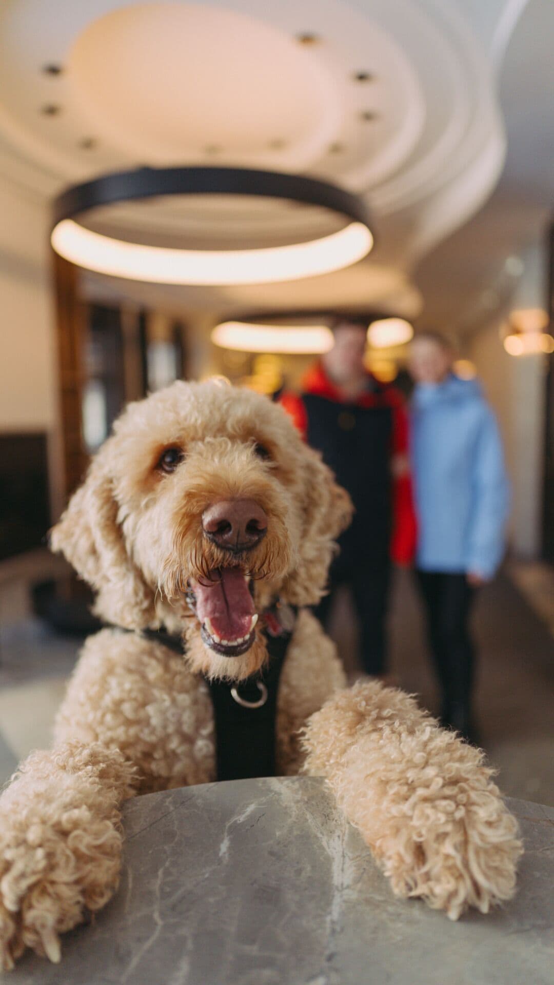 Foto - Le Westin Tremblant