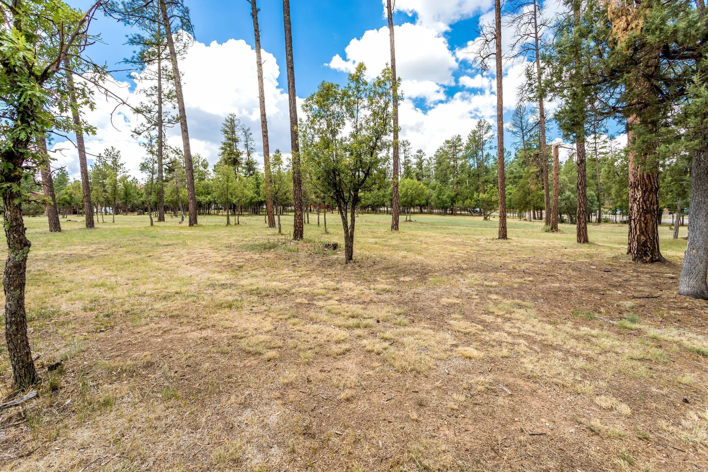 A forested area with tall trees and a grassy field.