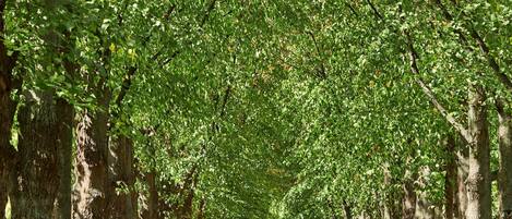 A tree-lined pathway with a person walking away from the camera.