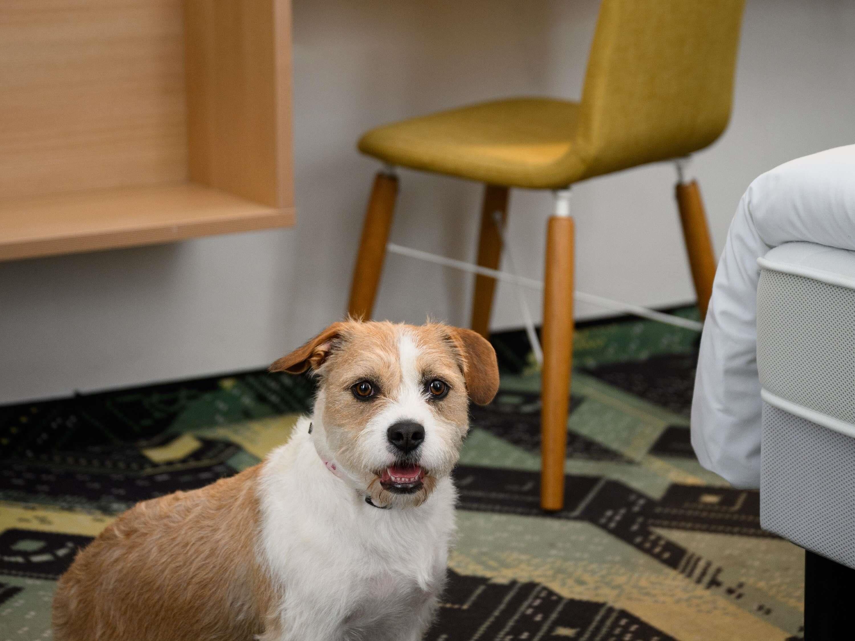 A dog sitting on a patterned carpet with a chair and a white couch in the background.