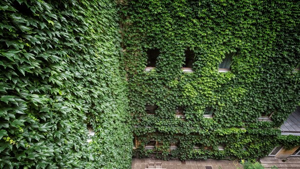Un patio al aire libre con una mesa y sillas de madera, rodeado de abundante hiedra verde cubriendo las paredes.