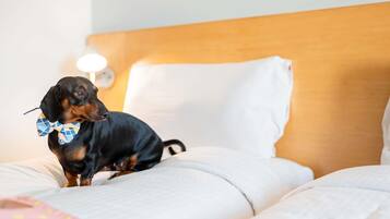 A small dog on a bed with a wooden headboard and white pillows.