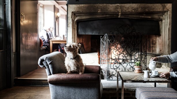 A cozy room with a fireplace, a dog sitting on a chair, and a table with a teapot. - Bay Tree Hotel (Burford)