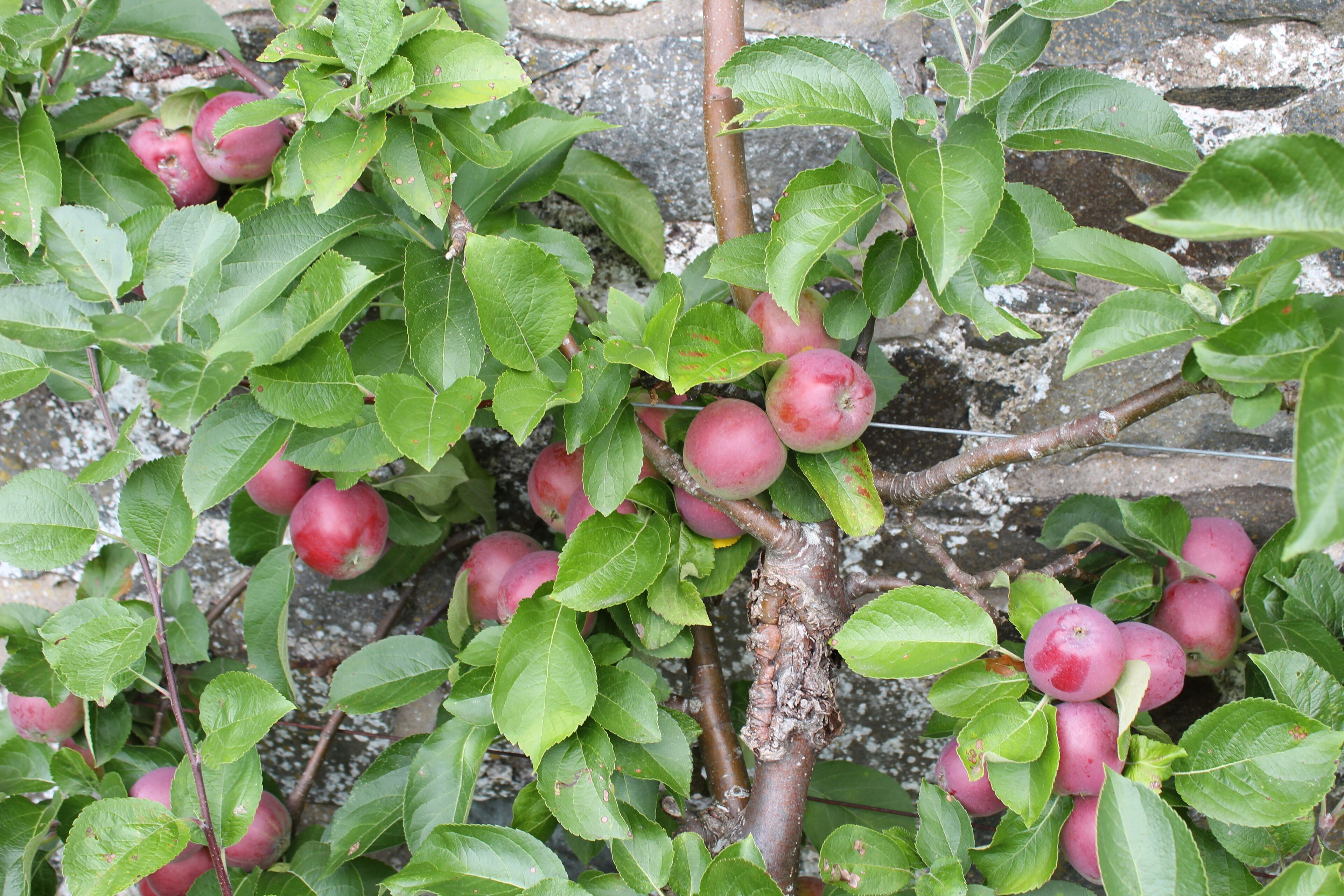 A tree with ripe red apples and green leaves.