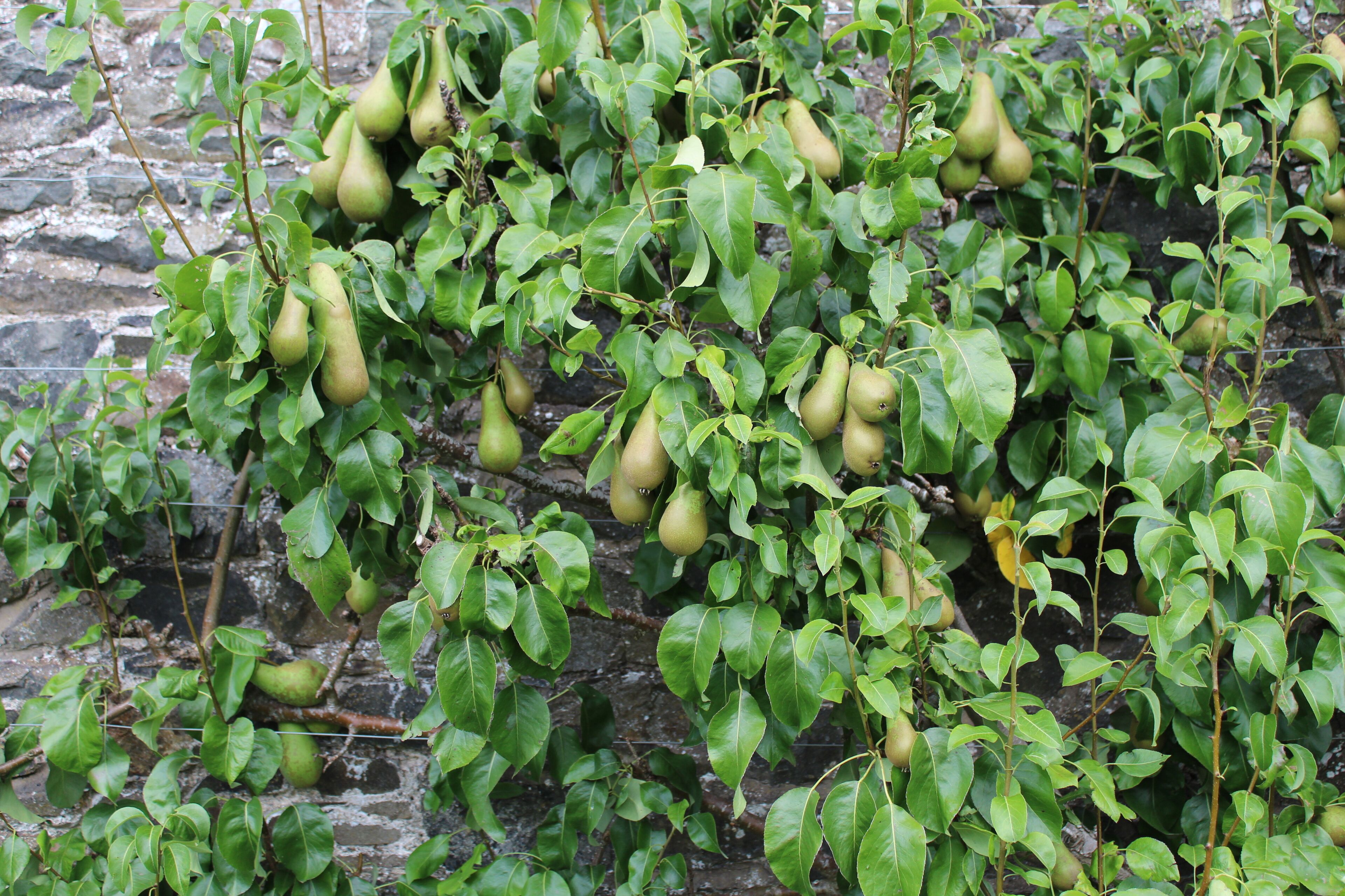 Una pared cubierta de plantas trepadoras y peras colgantes.