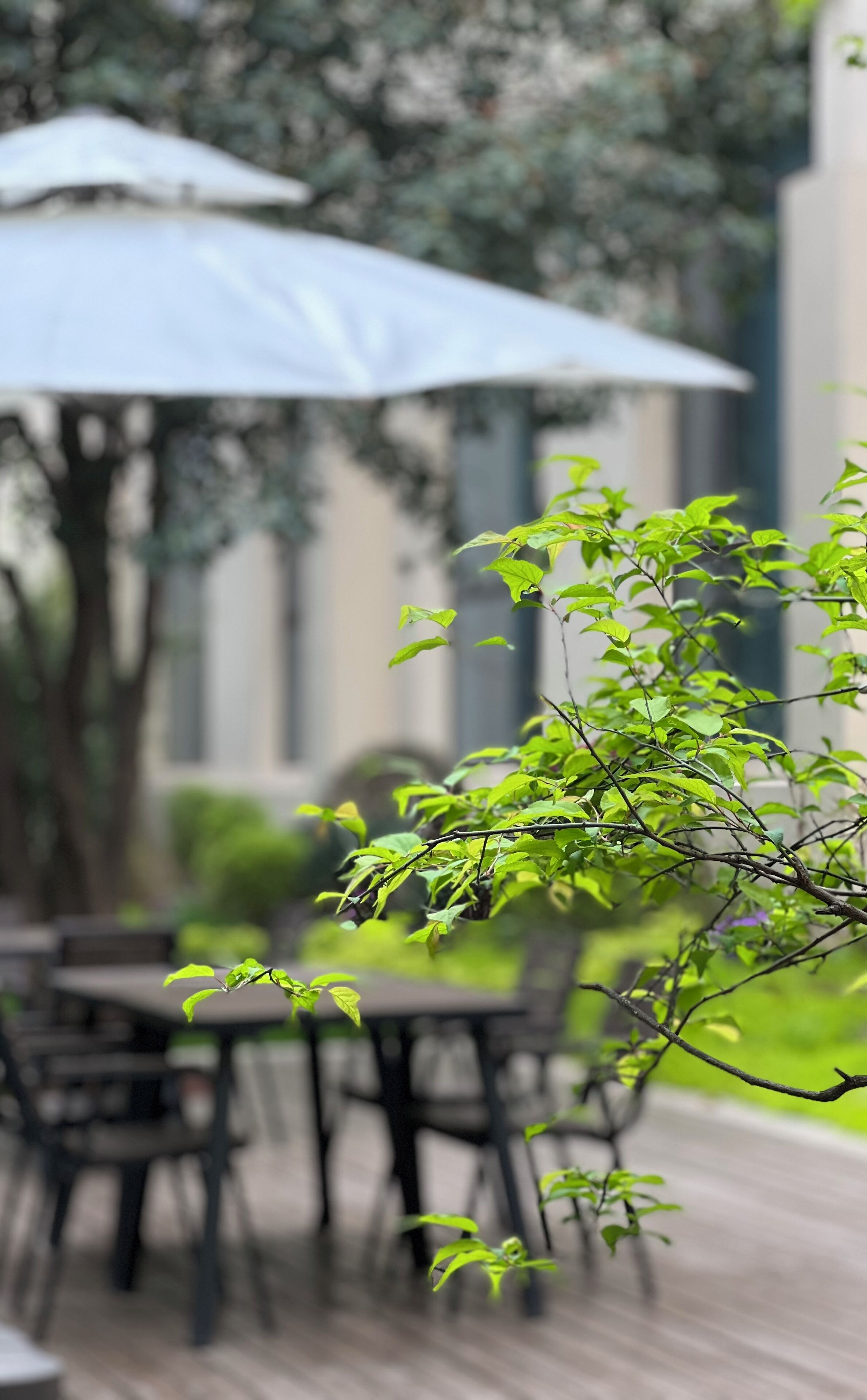 An outdoor seating area with tables and chairs, surrounded by greenery and umbrellas.
