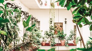 Een weelderige binnentuin met verschillende planten en een decoratieve metalen constructie.