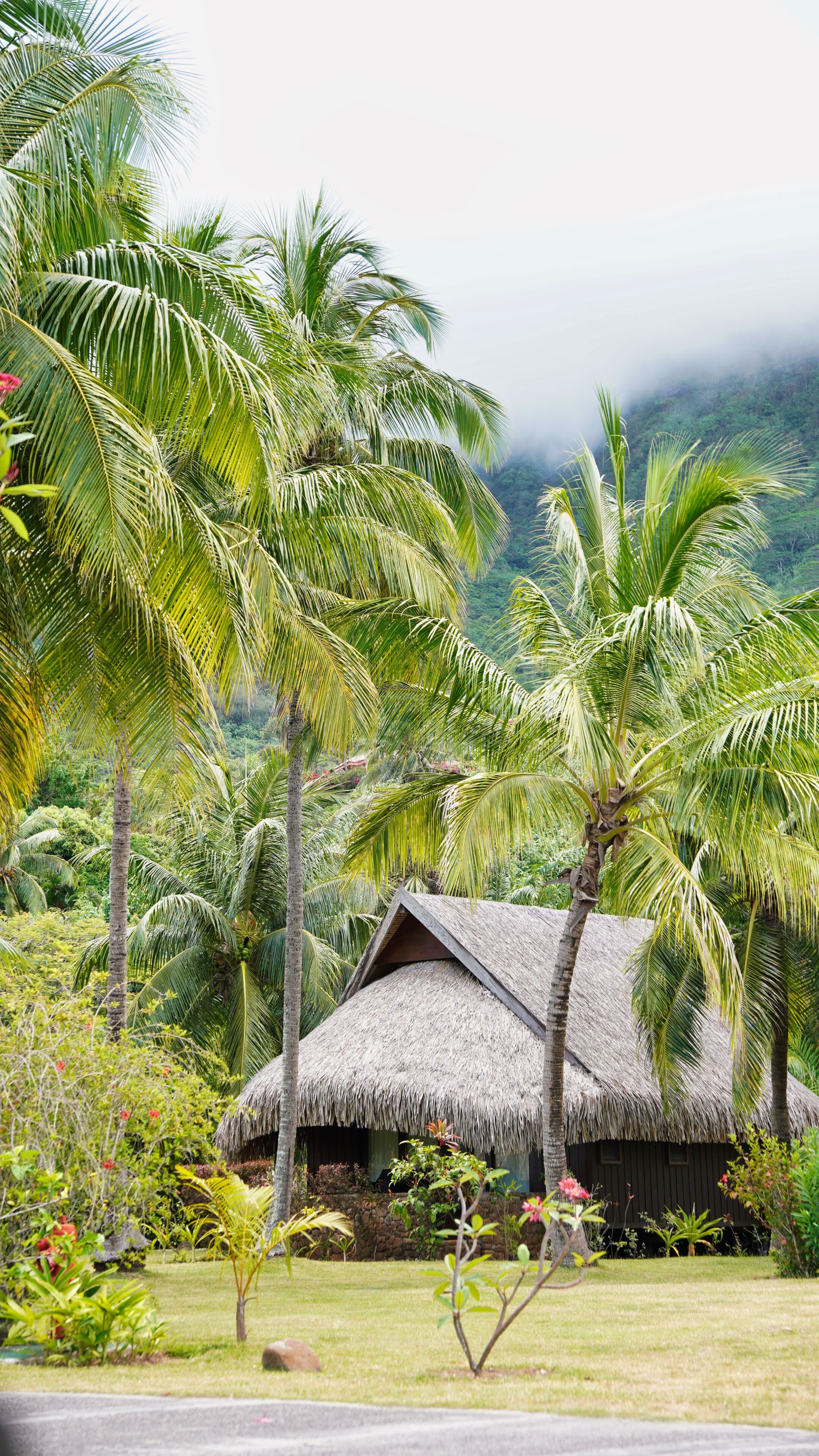 A thatched-roof hut surrounded by lush greenery and palm trees.
