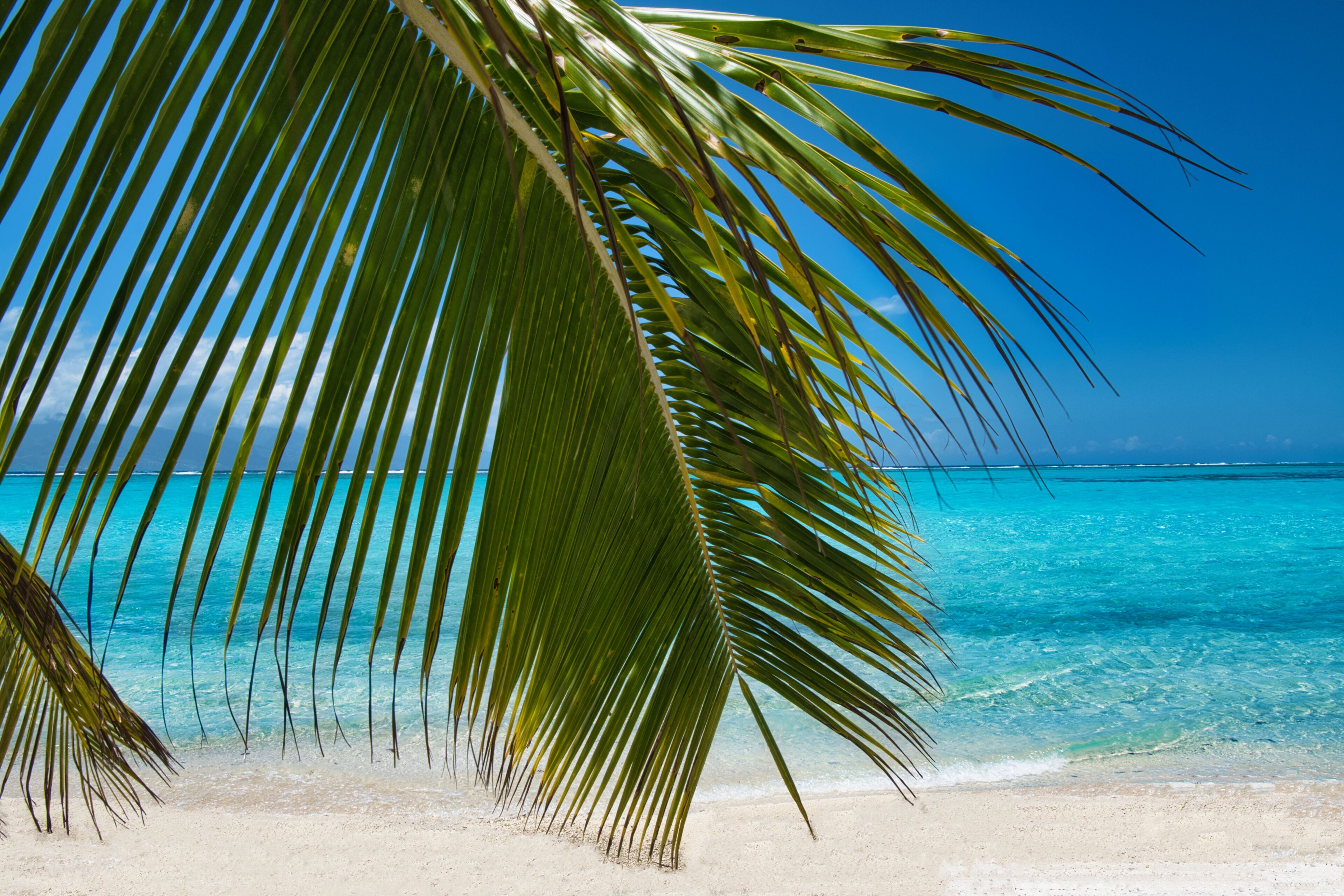 A clear view of a beach with a palm tree and turquoise water.