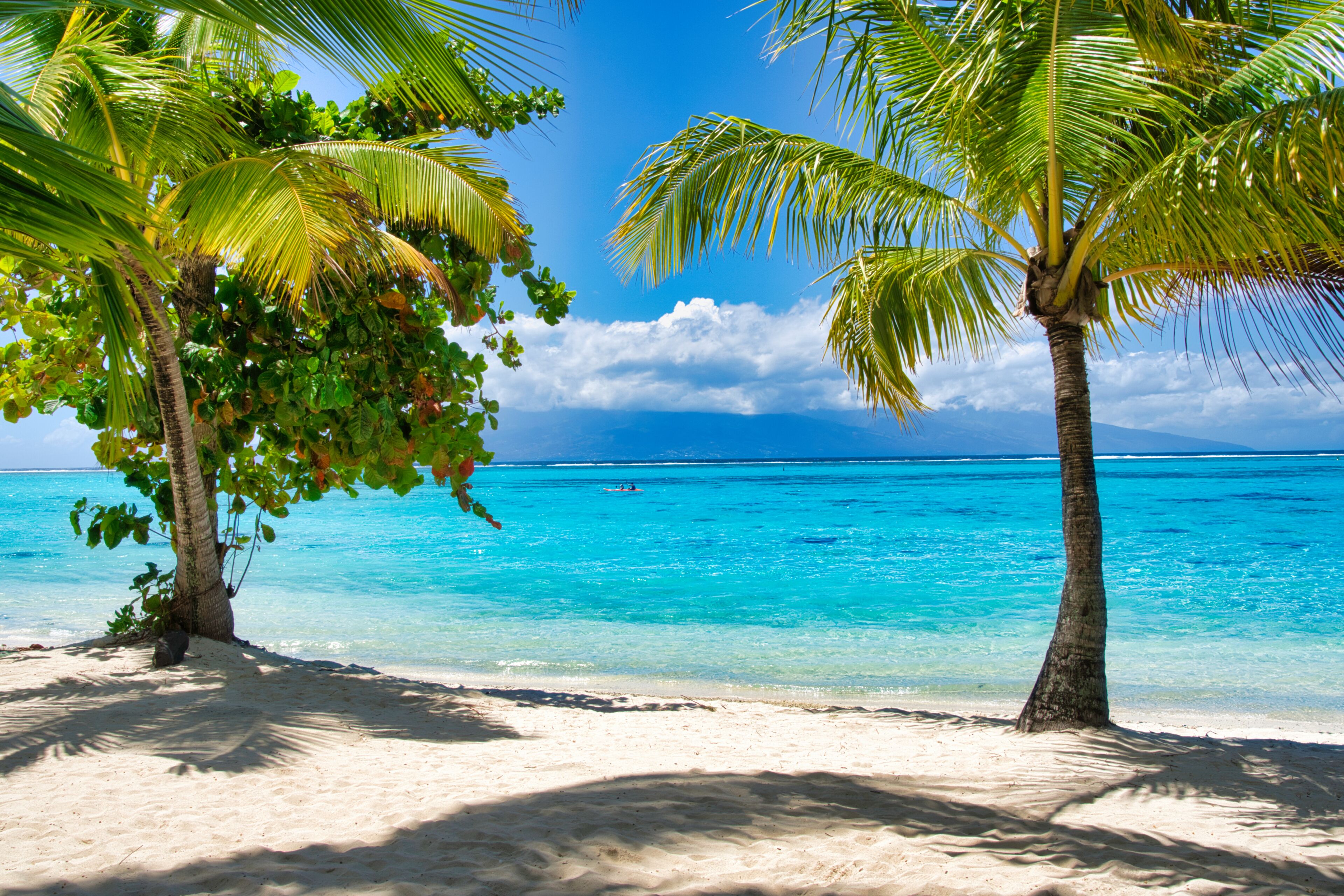 Una playa con aguas turquesas cristalinas, palmeras y cielo despejado.