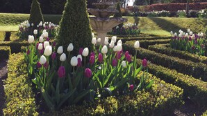Ein formeller Garten mit ordentlich geschnittenen Hecken, einer zentralen Fontäne und Tulpen in Weiß und Violett.
