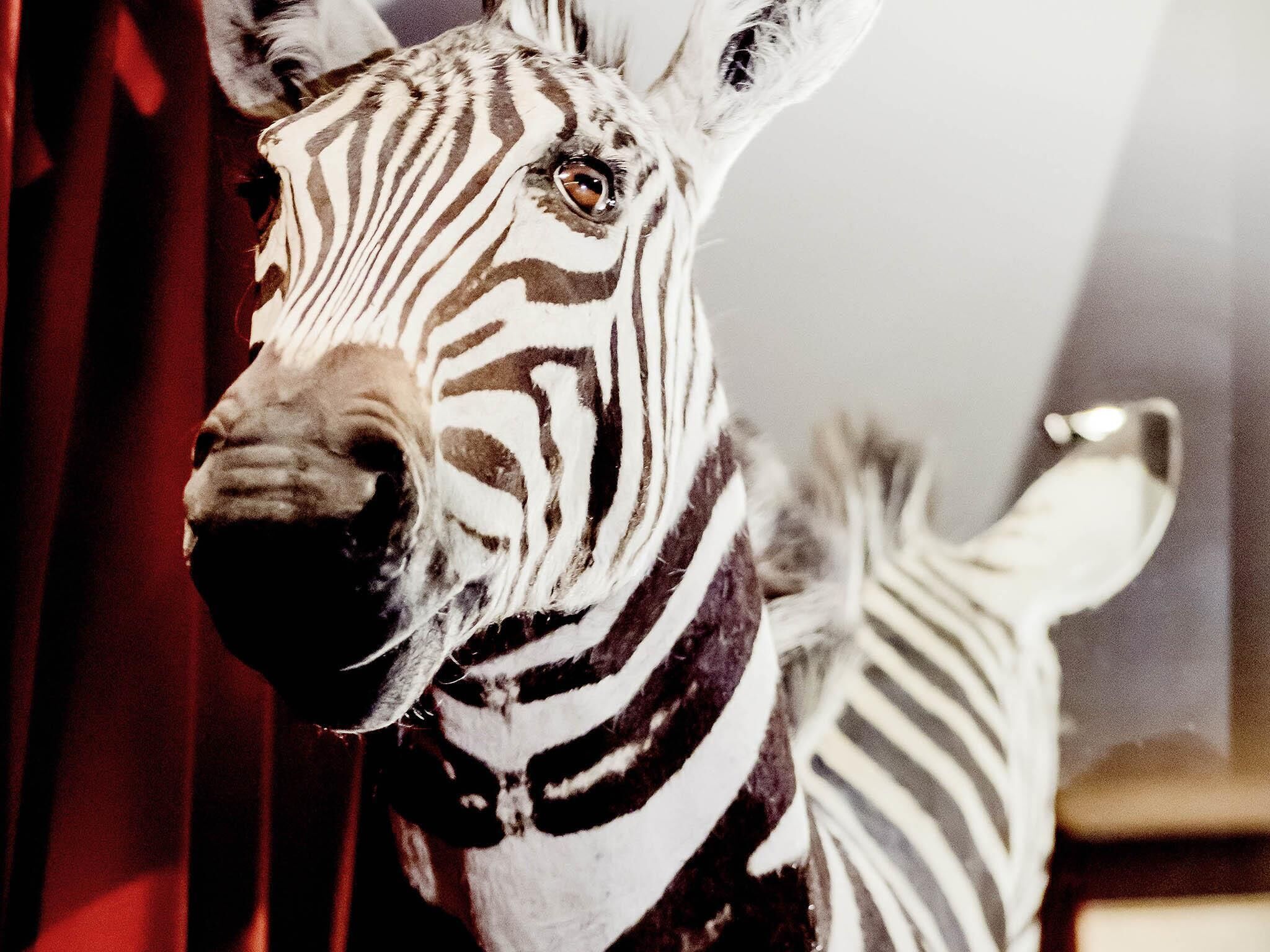 A zebra statue with a prominent nose and eye, positioned against a red background.