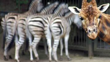 Eine Giraffe und Zebras in einer Gehege-Anlage.