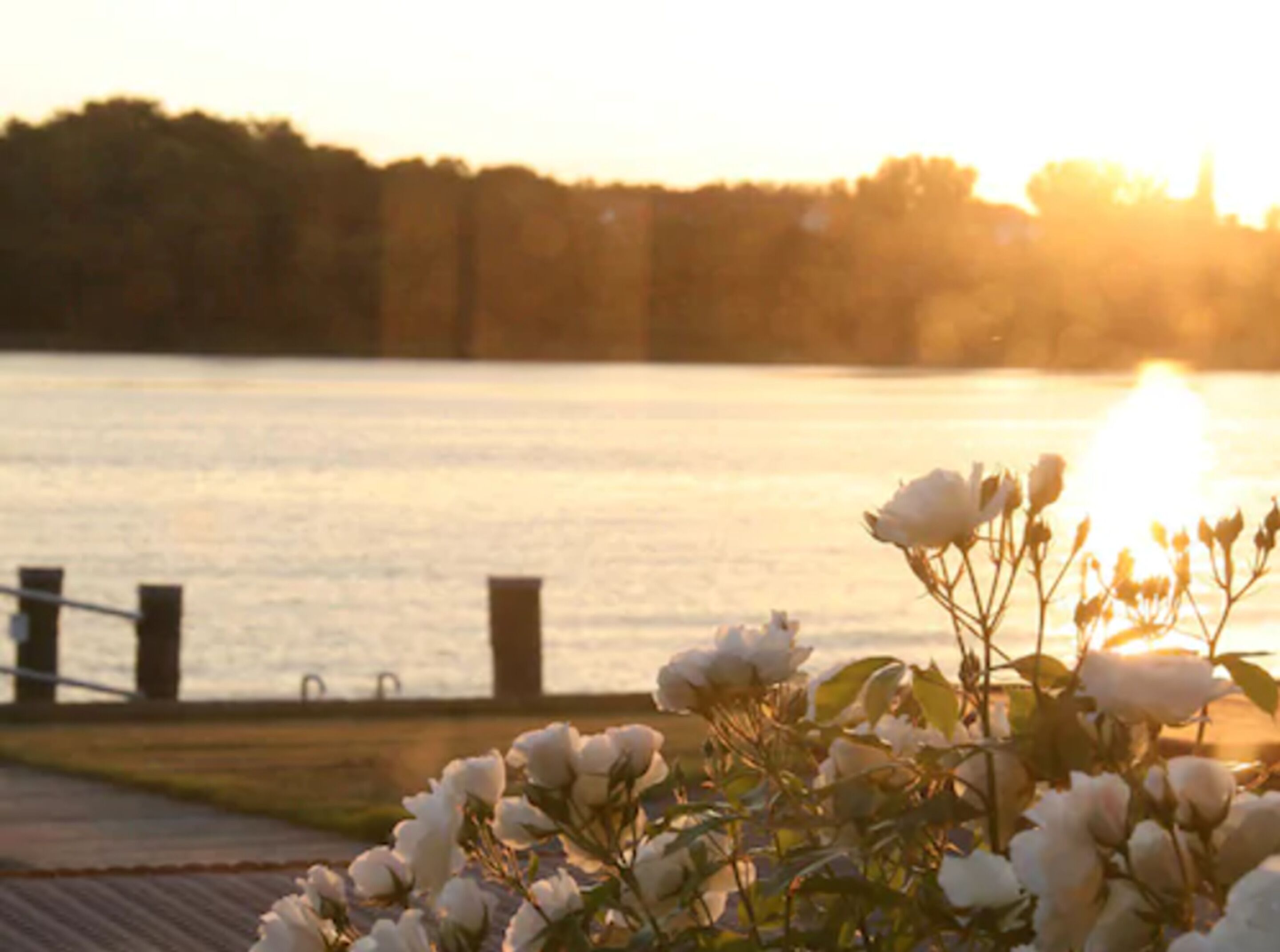 A sunset view over a body of water with a dock and flowering plants in the foreground.