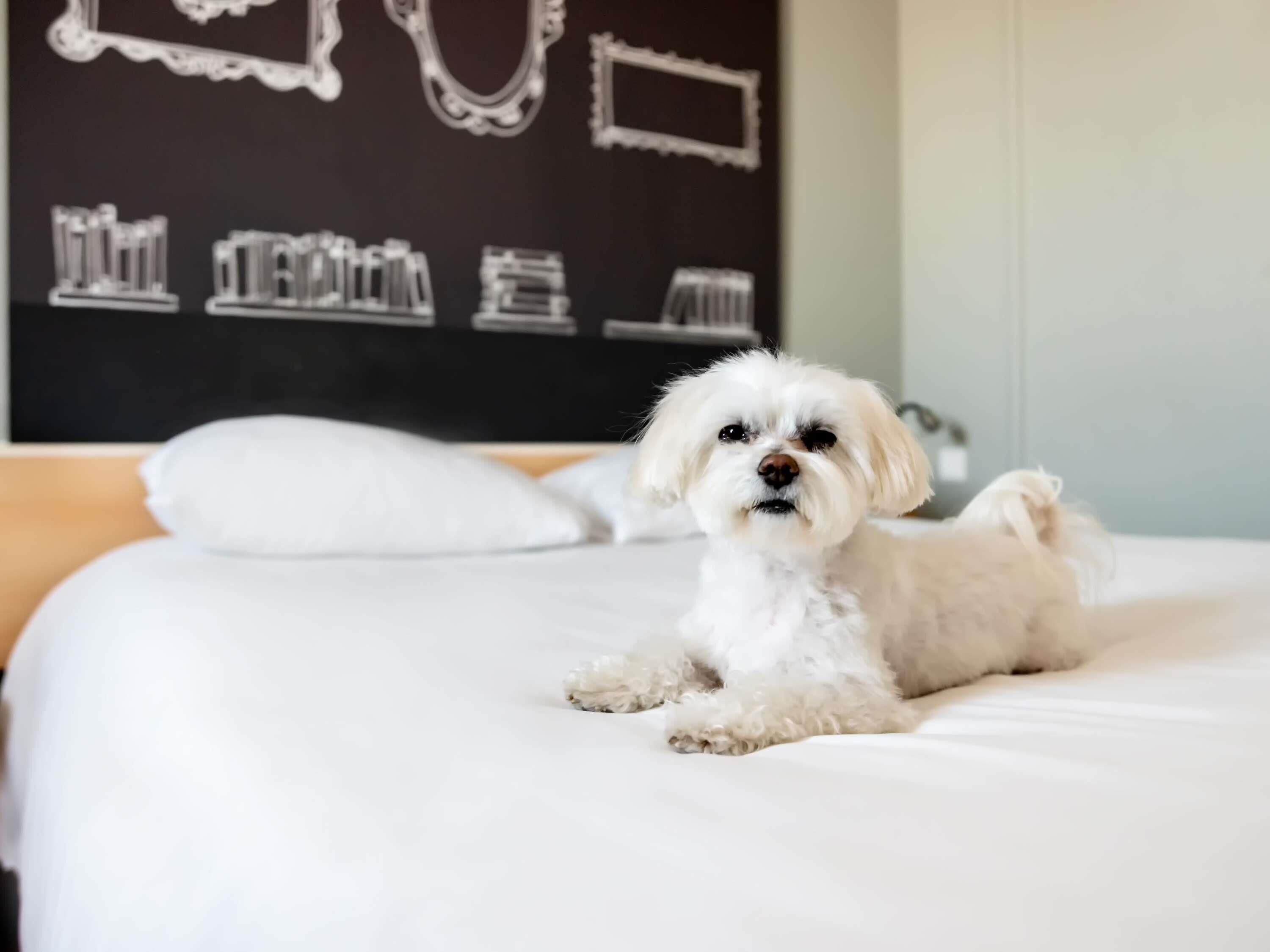 Family Standard Room, 1 double bed and 1 single bed for a child | Premium bedding, blackout drapes, soundproofing, free cribs/infant beds