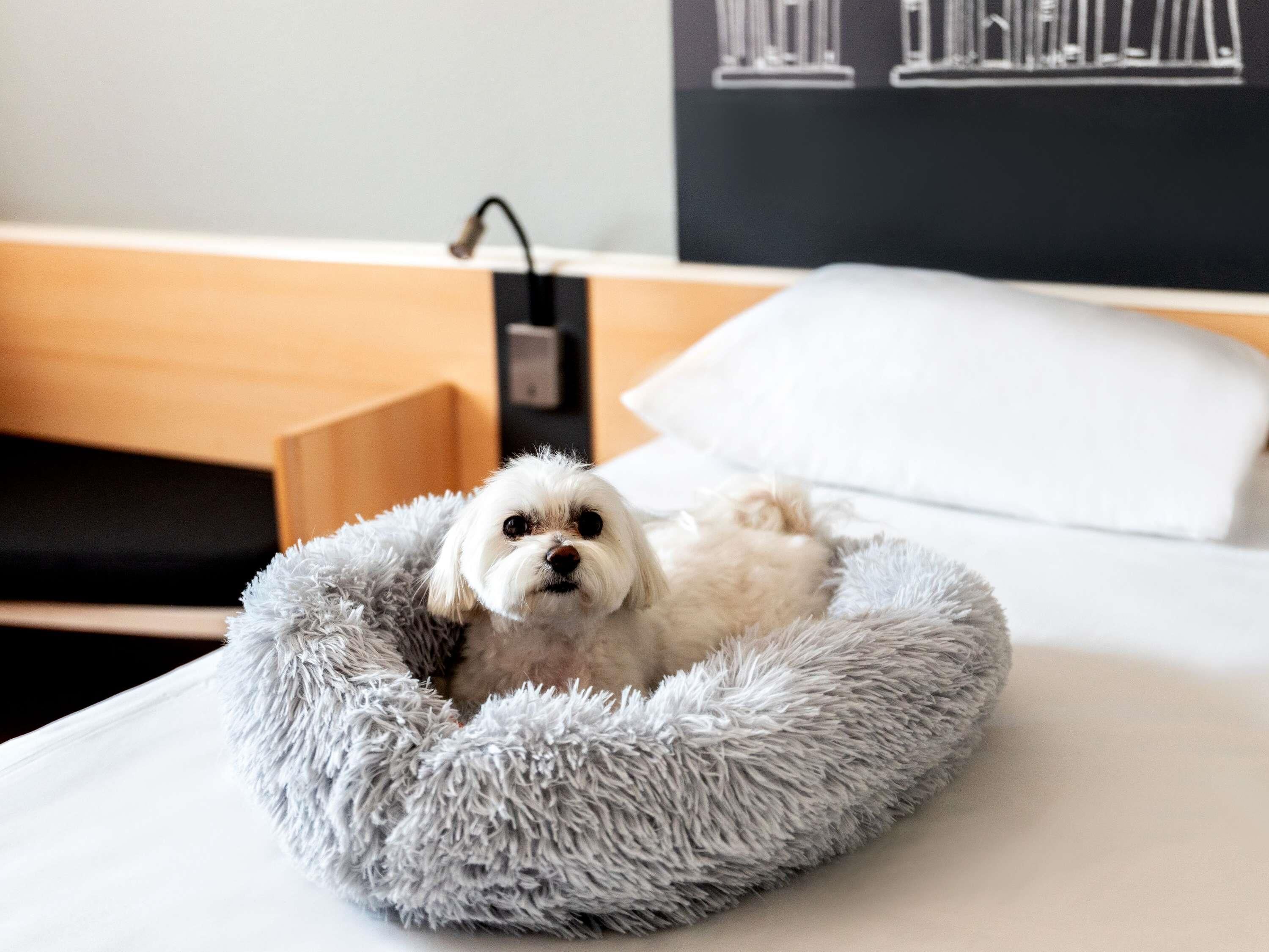 Um cão branco pequeno deitado em uma cama cinza e fofa, com um travesseiro branco e uma cabeceira preta.