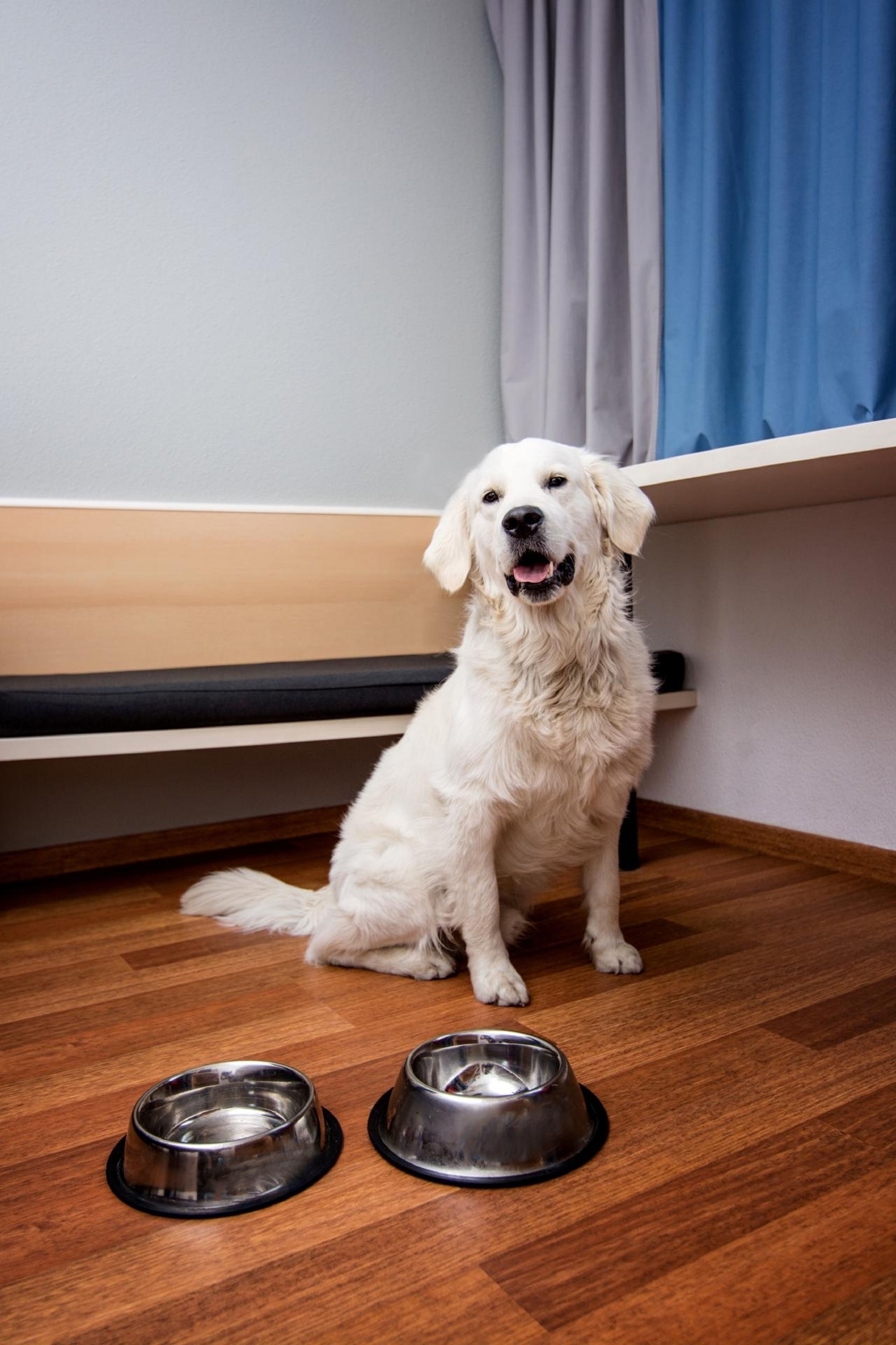 standard twin room, 2 single beds | pet-friendly