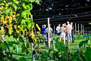 Vineyard
