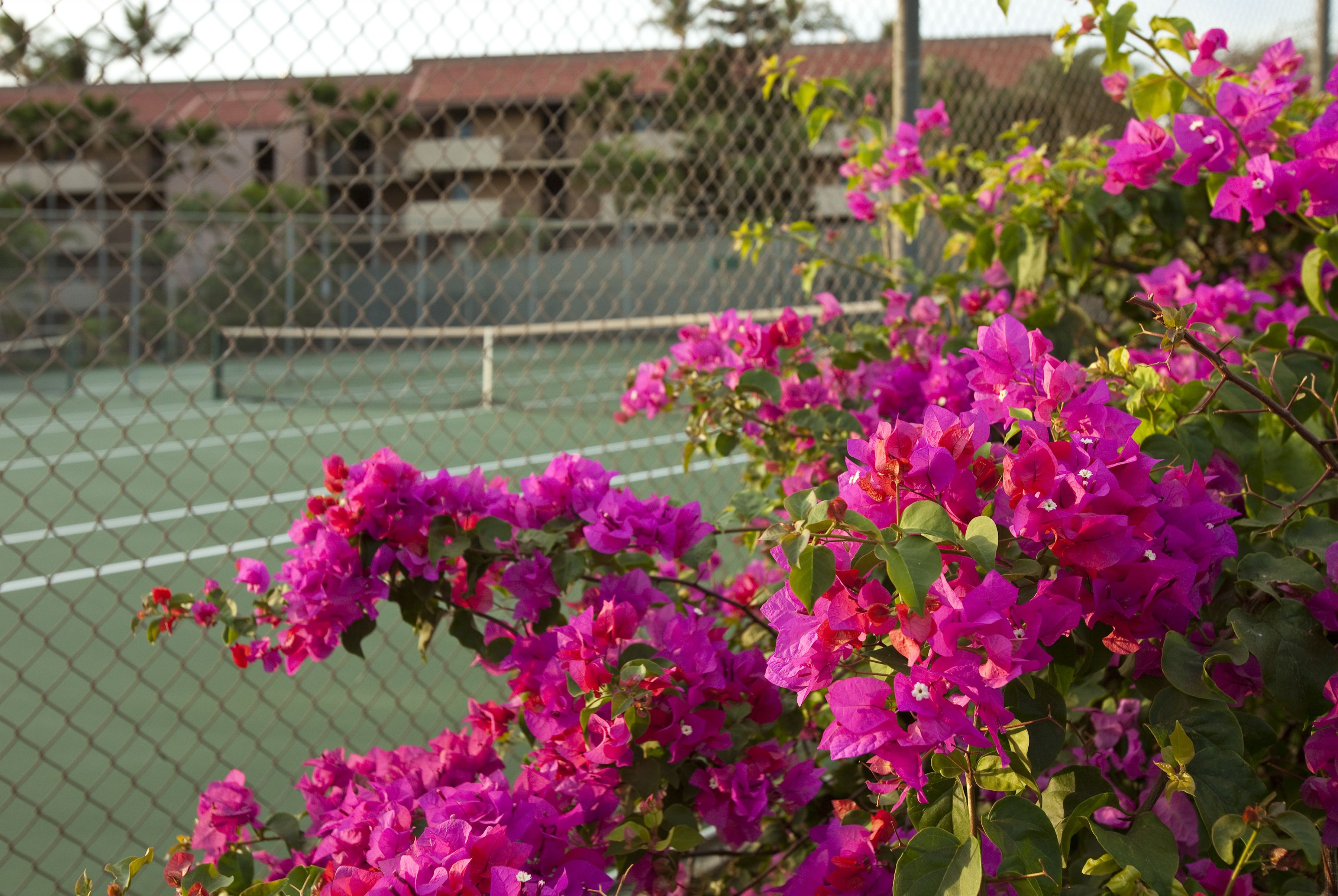 A tennis court with a chain-link fence and vibrant pink bougainvillea flowers in the foreground.
