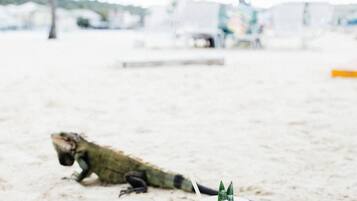 Een strandscène met een drankje in het zand en een hagedis op de achtergrond.
