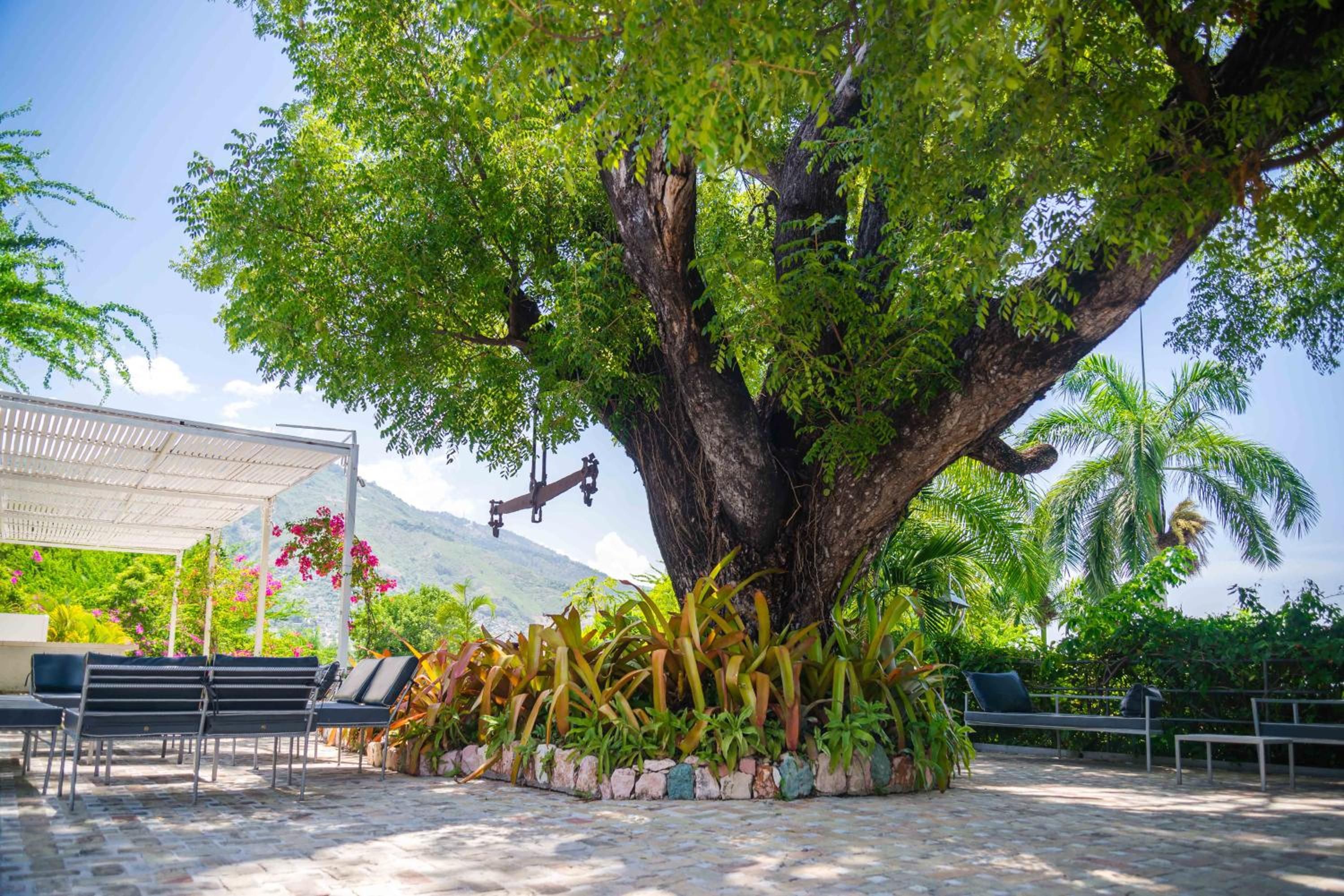 A large tree with a canopy, surrounded by tropical plants and benches.