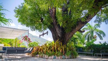 A large tree with a canopy, surrounded by tropical plants and benches.