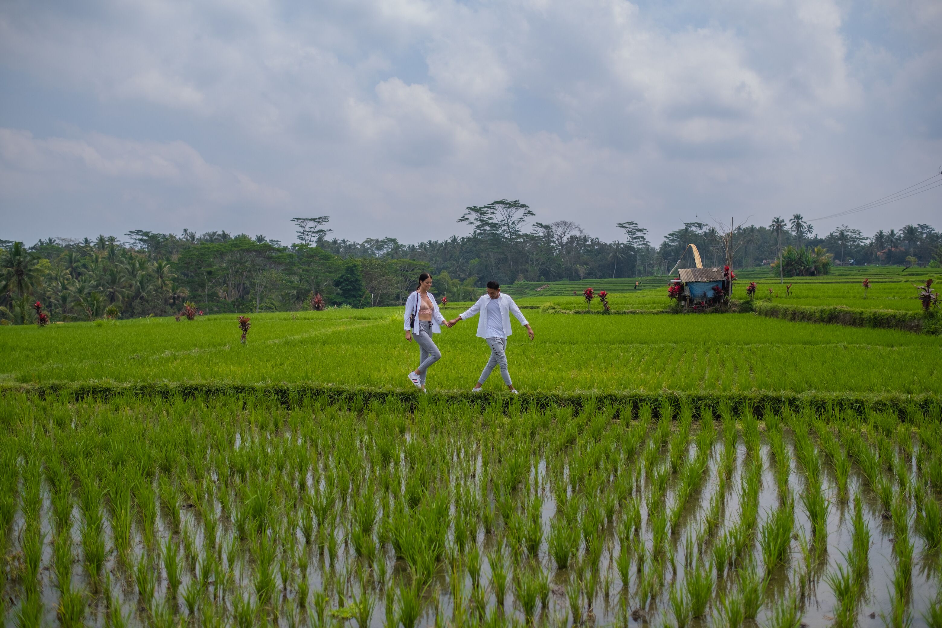 Una persona caminando por un exuberante campo de arroz verde, con una pequeña construcción al fondo.