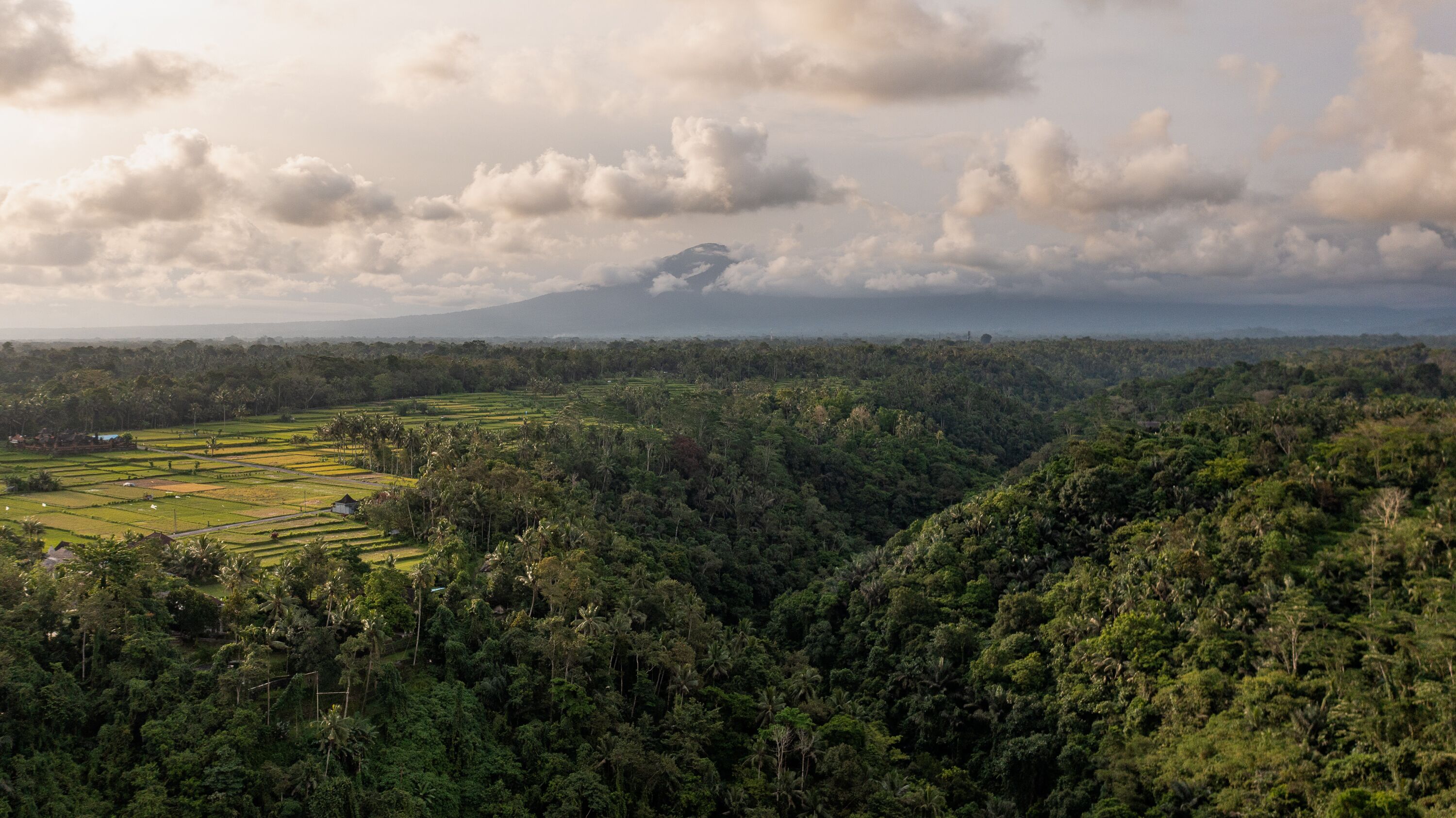 A landscape with terraced fields and dense forest.
