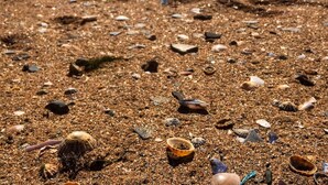 A beach with scattered shells and debris. - Dunbrody Country House Hotel (Arthurstown)