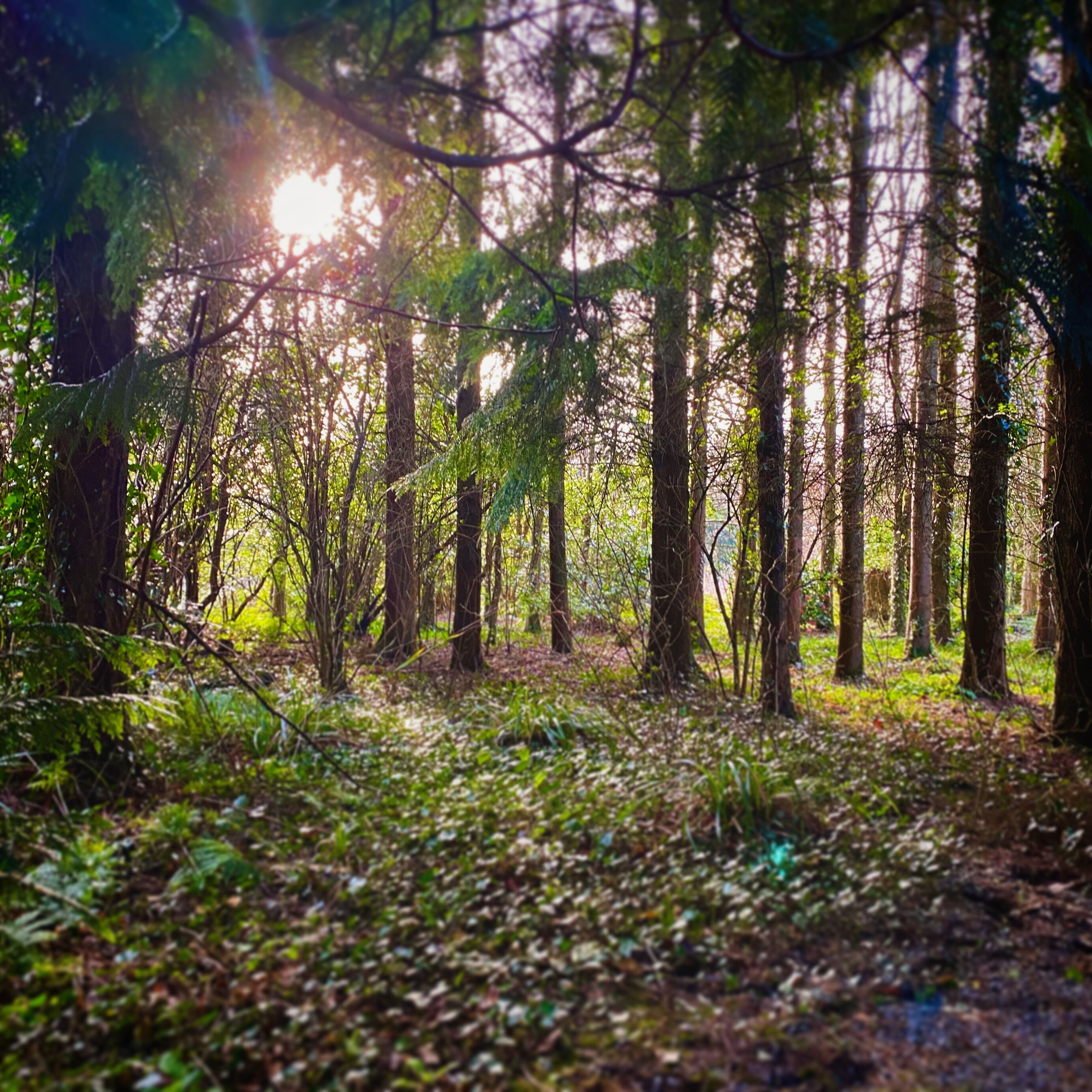 Une forêt où les arbres sont hauts et où la lumière du soleil filtre à travers la canopée.
