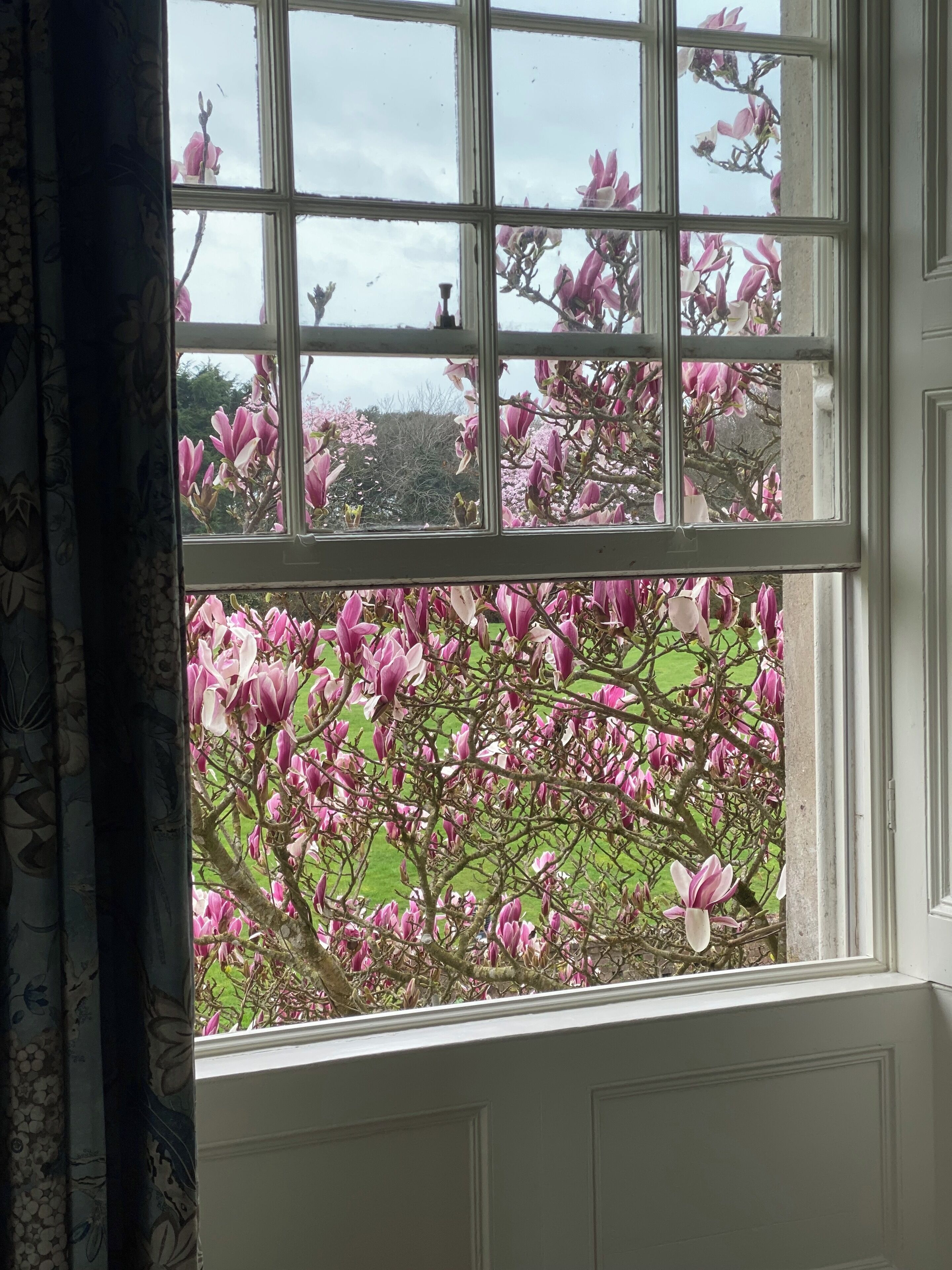 A window with a view of blooming magnolia trees outside.