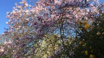 Uma árvore com flores rosa em plena floração.