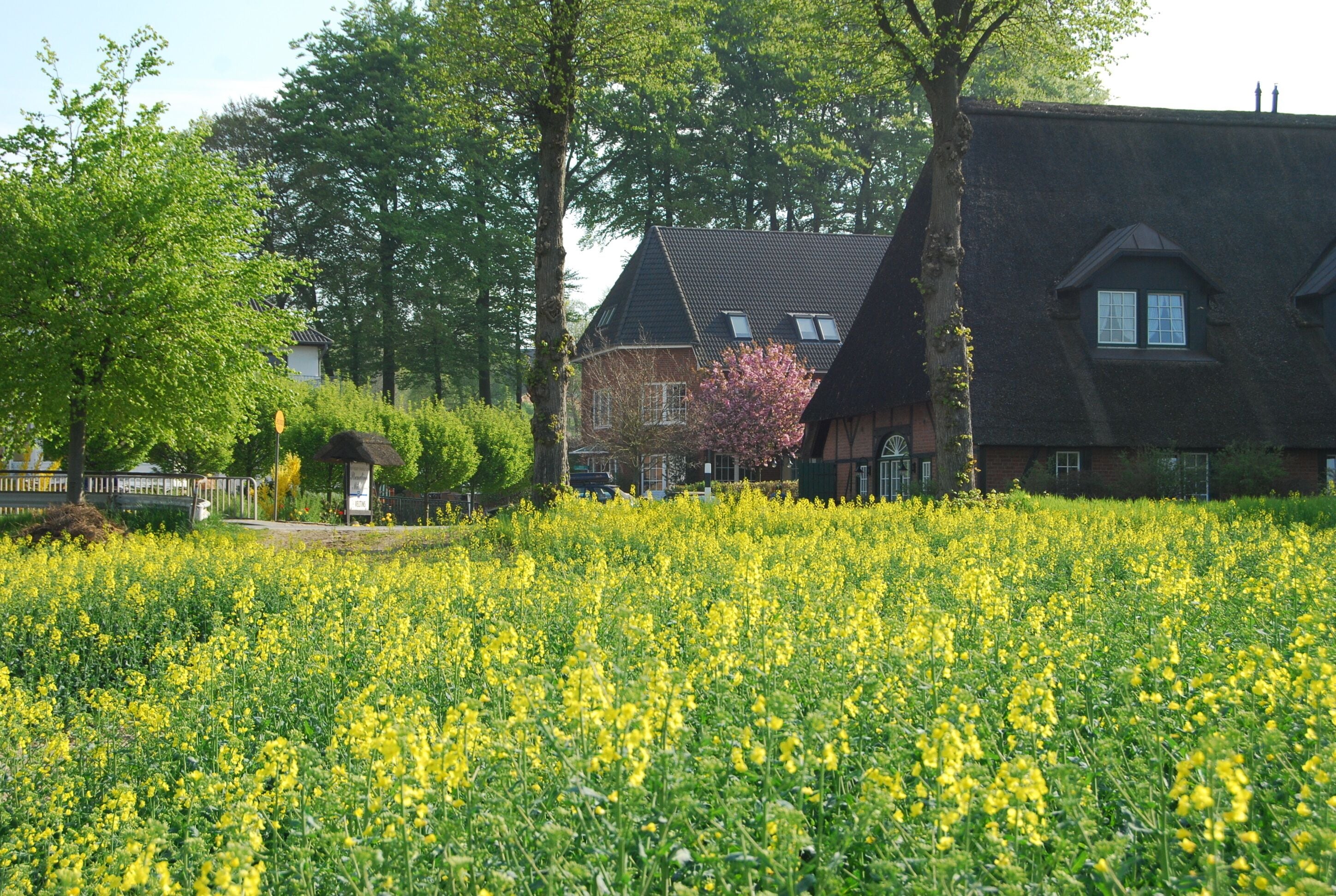 A field of yellow flowers in front of a house with a sloped roof and a small window.