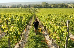 Vignoble