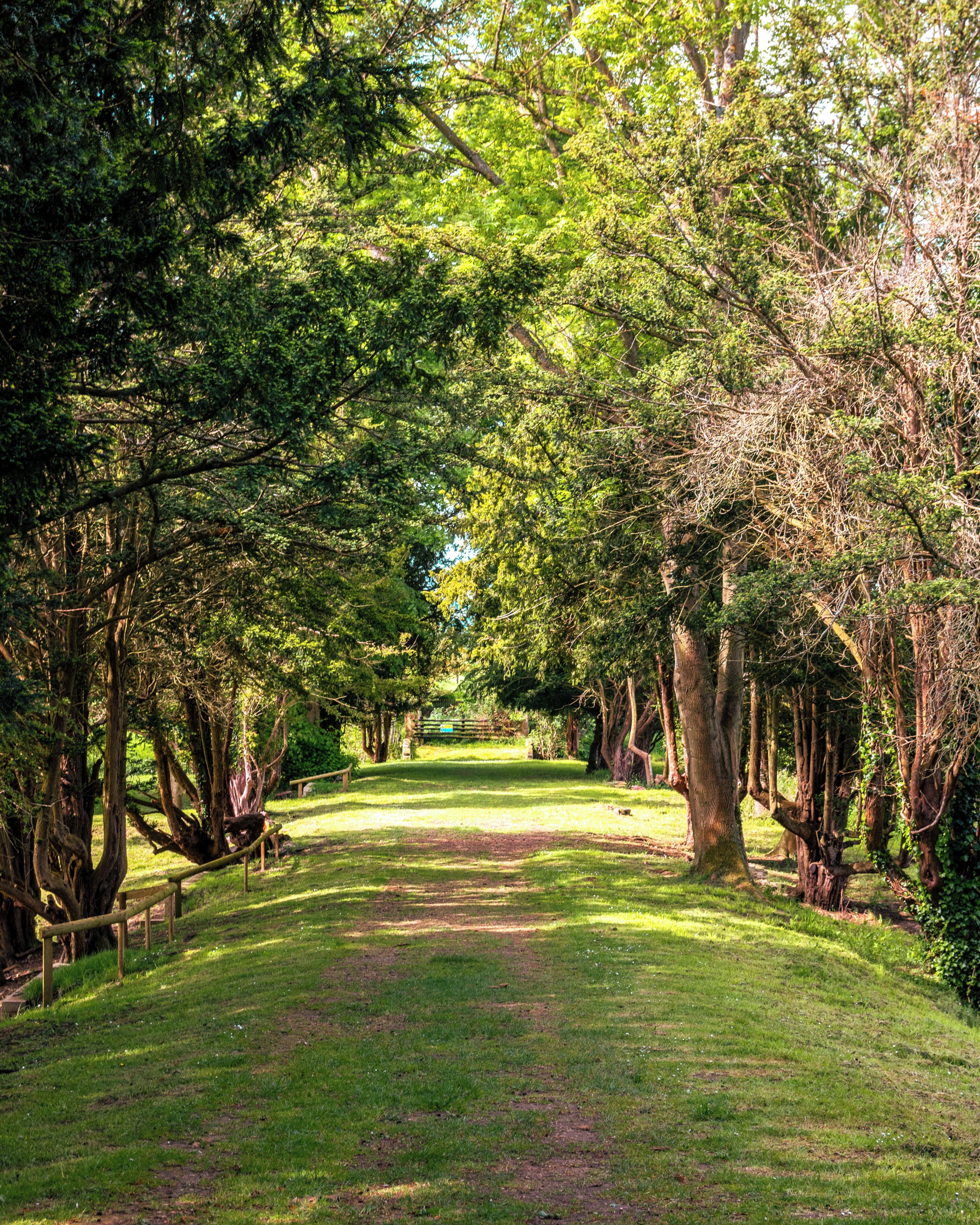 A pathway flanked by trees in a park setting.