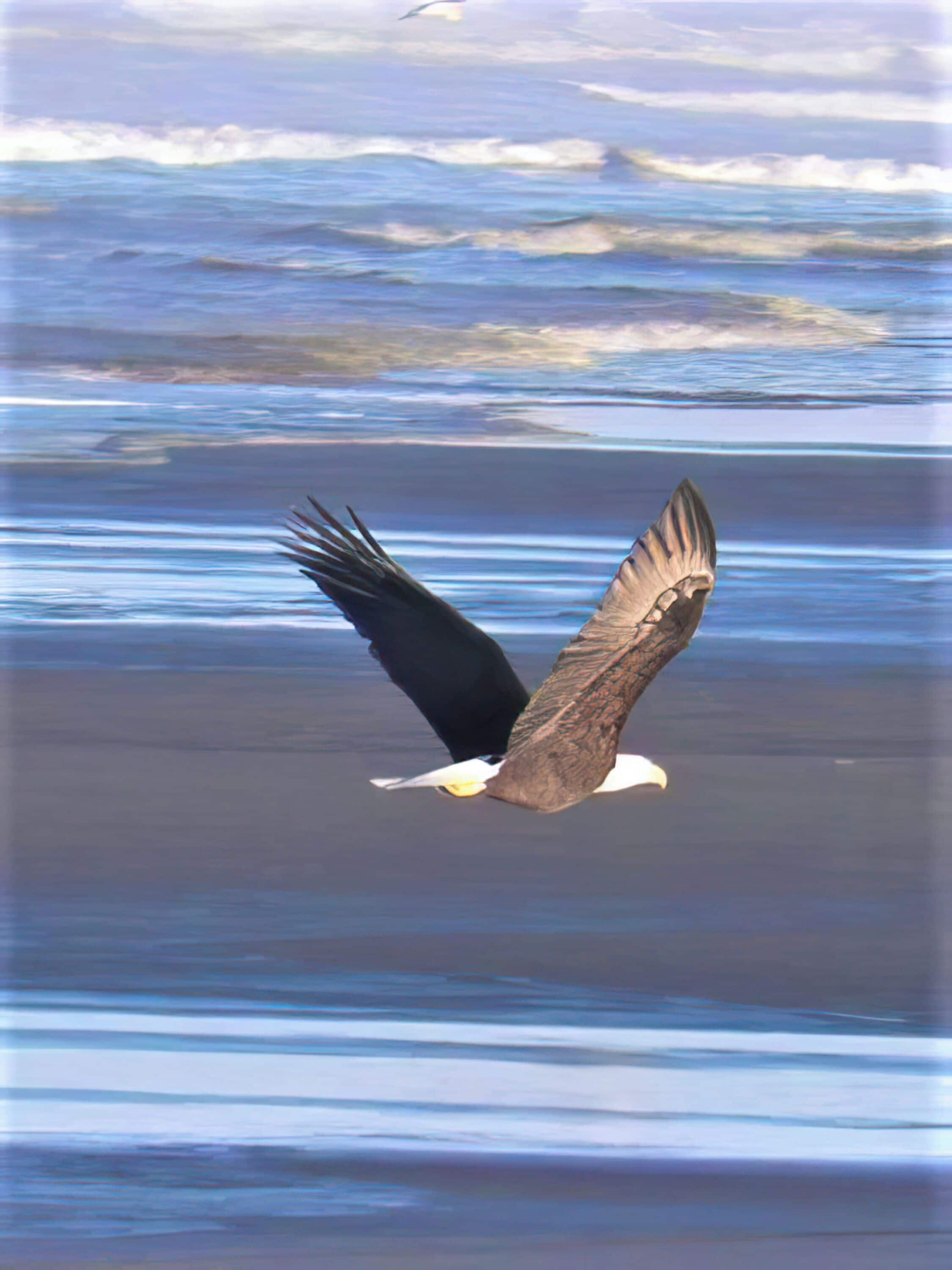 Un oiseau en vol au-dessus d’une étendue d’eau.