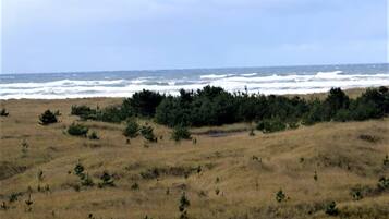 Eine Küstenlandschaft mit Grasflächen und dichter Strauchvegetation.